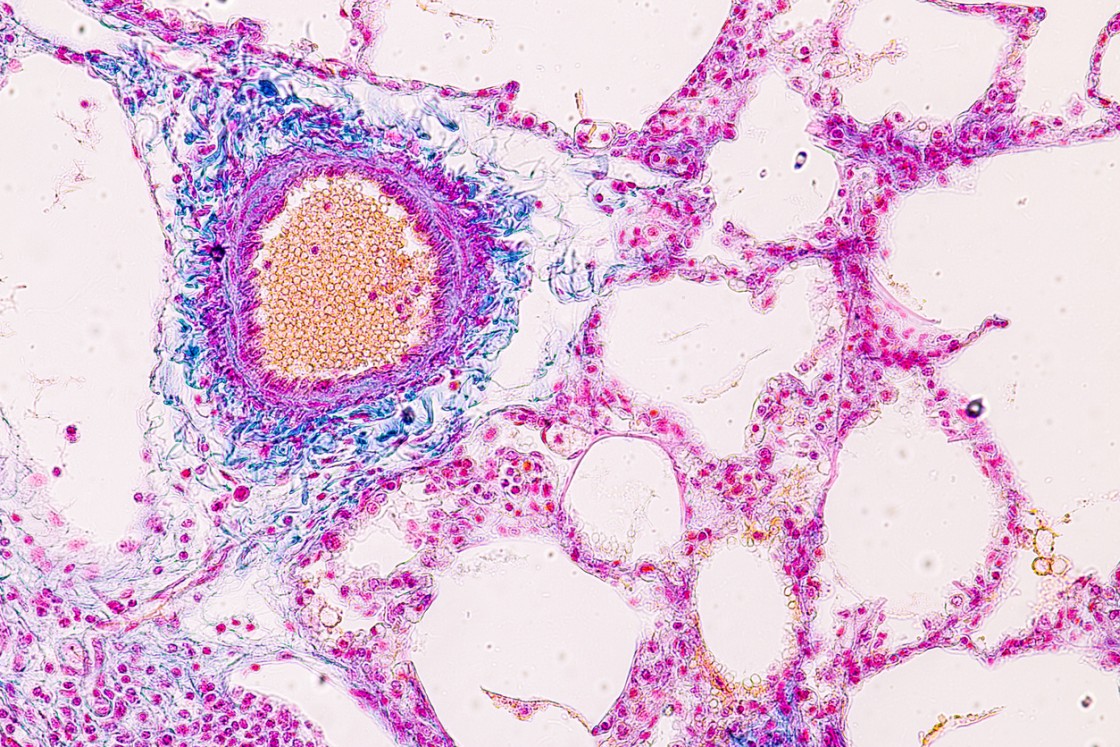 Ipamorelin’s Interactions with Pituitary Cell Sensitivity and Capacity for GH Pulsatility